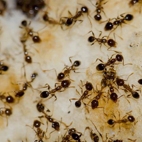 Infestation de fourmis d'Argentine dans le Var