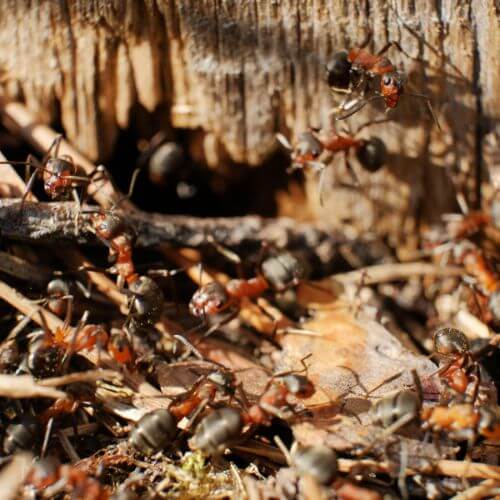 Infestation de fourmis charpentières dans le Var