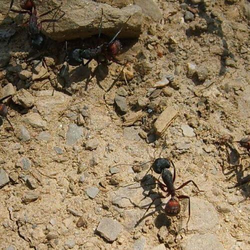 Infestation de fourmis ensanglantées dans le var