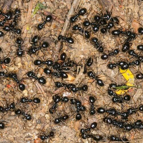 Infestation de fourmis noires dans le Var