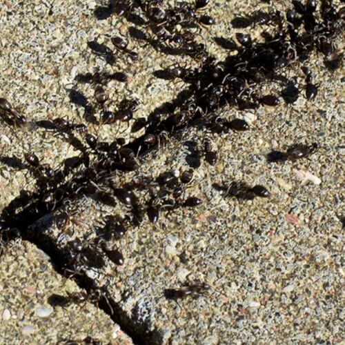 Infestation de fourmis des trottoirs dans le Var
