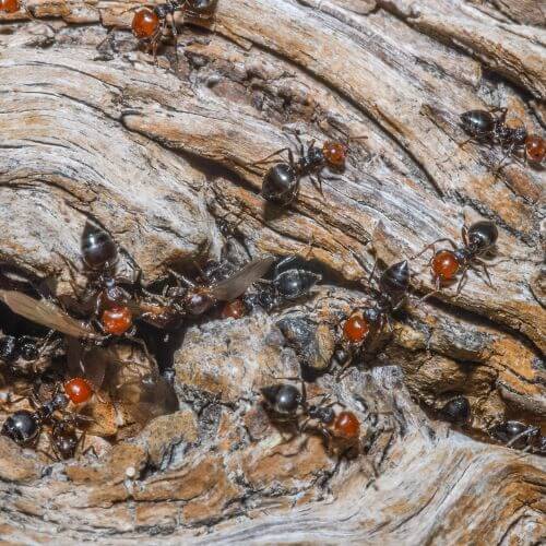 Infestation de fourmis acrobates dans le Var