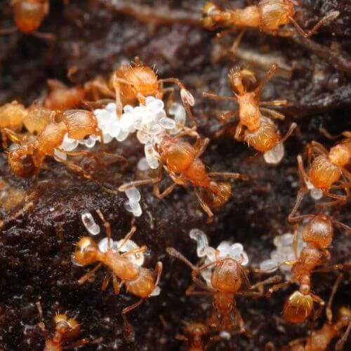 Infestation de fourmis électriques dans le Var
