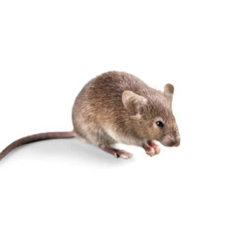souris à queue courte appelée aussi mus spretus