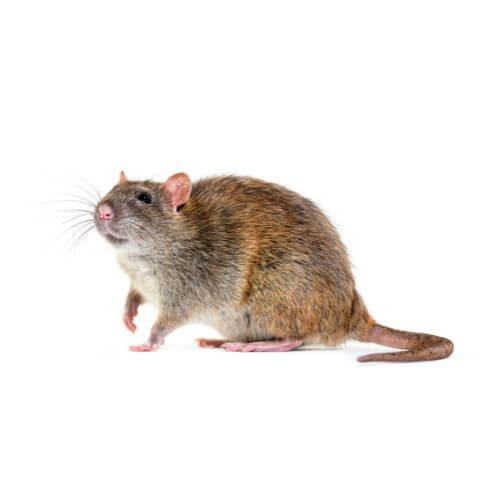 Rat brun appelé aussi rattus norvegicus